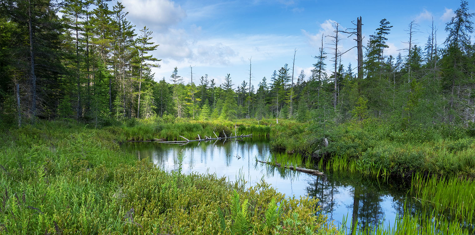 Adirondack Habitats: Barnum Bog from the canoe launch on the Boreal Life Trail at the Paul Smith's College VIC (20 July 2019). Click for a larger image, opening in a new window. Adirondack Habitats: Barnum Bog from the canoe launch on the Boreal Life Trail at the Paul Smith's College VIC (20 July 2019).