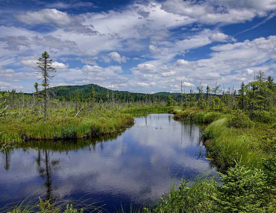 Adirondack Wetlands: Barnum Bog at the Paul Smith's College VIC (21 July 2018). Click for a larger image, opening in a new window. Adirondack Wetlands: Barnum Bog at the Paul Smith's College VIC (21 July 2018).