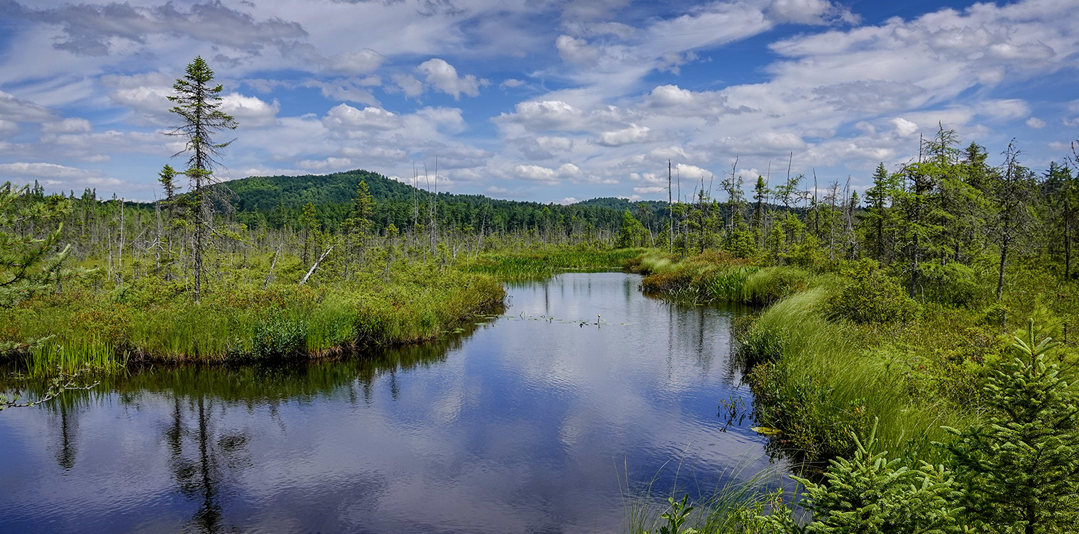 Adirondack Habitats: Barnum Bog from the Boreal Life Trail boardwalk at the Paul Smith's College VIC (21 July 2018). Click for a larger image, opening in a new window. Adirondack Habitats: Barnum Bog from the Boreal Life Trail boardwalk at the Paul Smith's College VIC (21 July 2018).