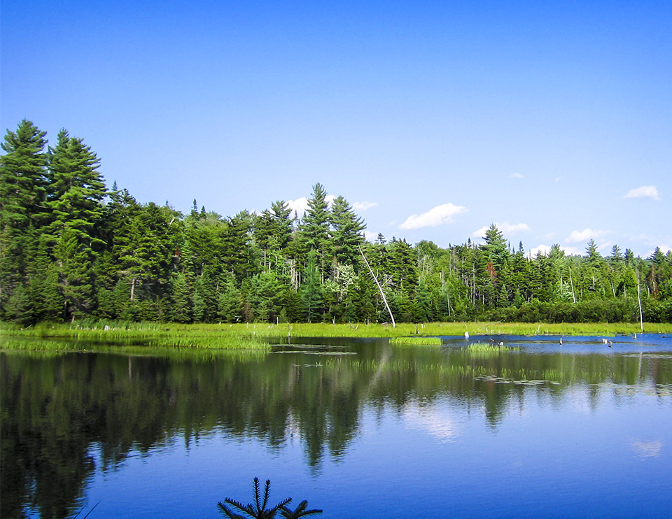 Adirondack Mammals: Beaver pond in Franklin County in the northern Adirondacks (23 July 2005). Click for a larger image, opening in a new window. Adirondack Mammals: Beaver pond in Franklin County in the northern Adirondacks (23 July 2005).