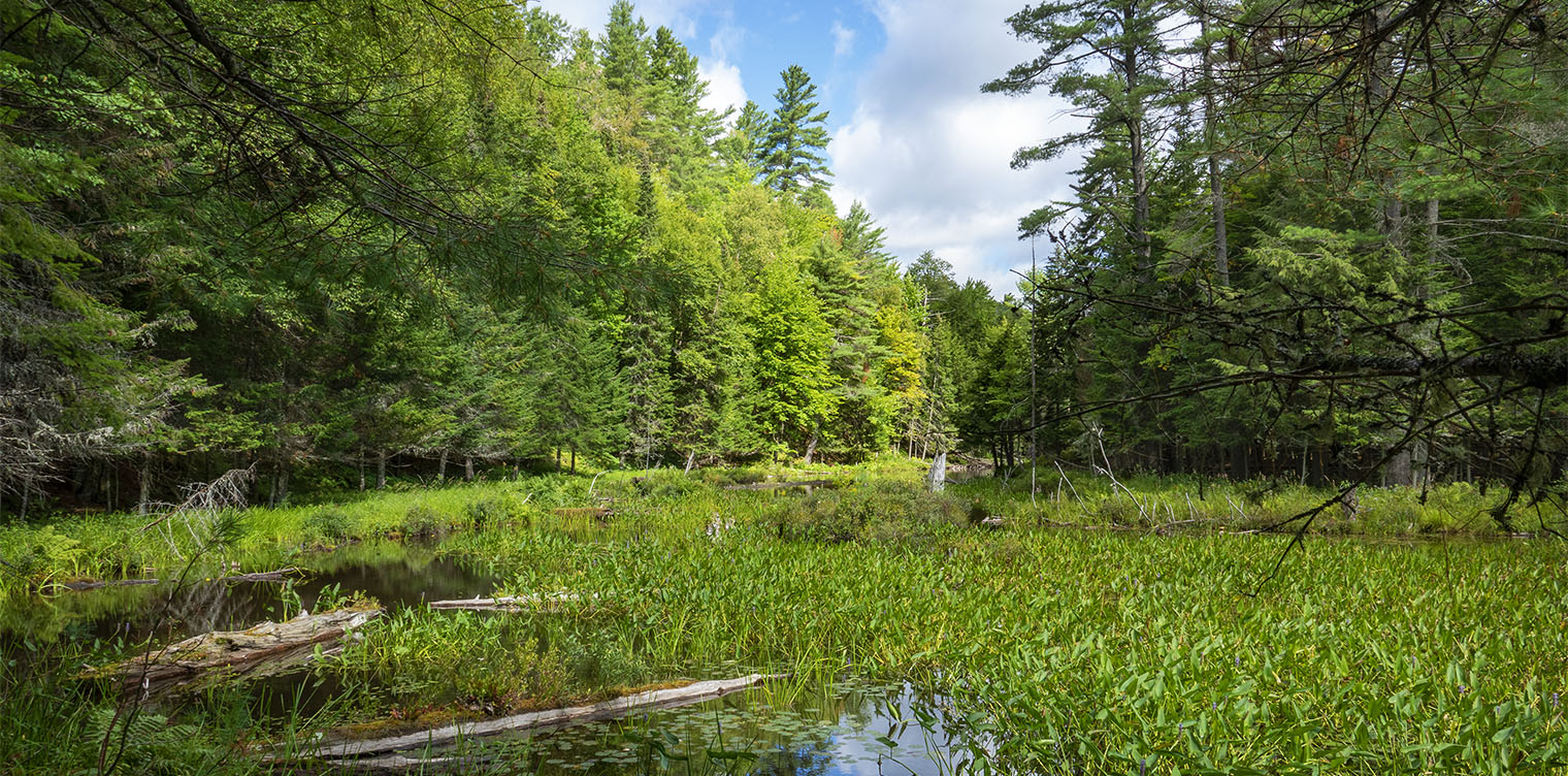 Wetland Wildflowers of the Adirondack Park: Wetland area along the Black Pond Outlet on the Black Pond Trail at the Paul Smith's College VIC (31 August 2019). Click for a larger image, opening in a new window. Wetland Wildflowers of the Adirondack Park: Wetland area along the Black Pond Outlet on the Black Pond Trail at the Paul Smith's College VIC (31 August 2019). Click for a larger image, opening in a new window.