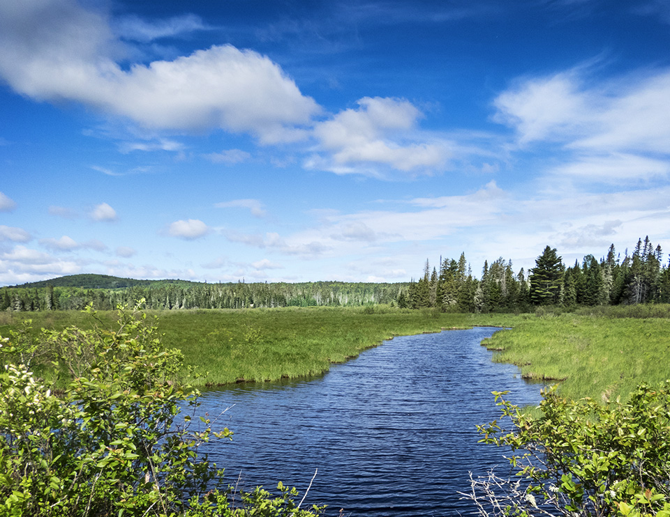 Adirondack Wetlands: Twobridge Brook on the Bloomingdale Bog Trail (3 June 2017). Adirondack Wetlands: Twobridge Brook on the Bloomingdale Bog Trail (3 June 2017).