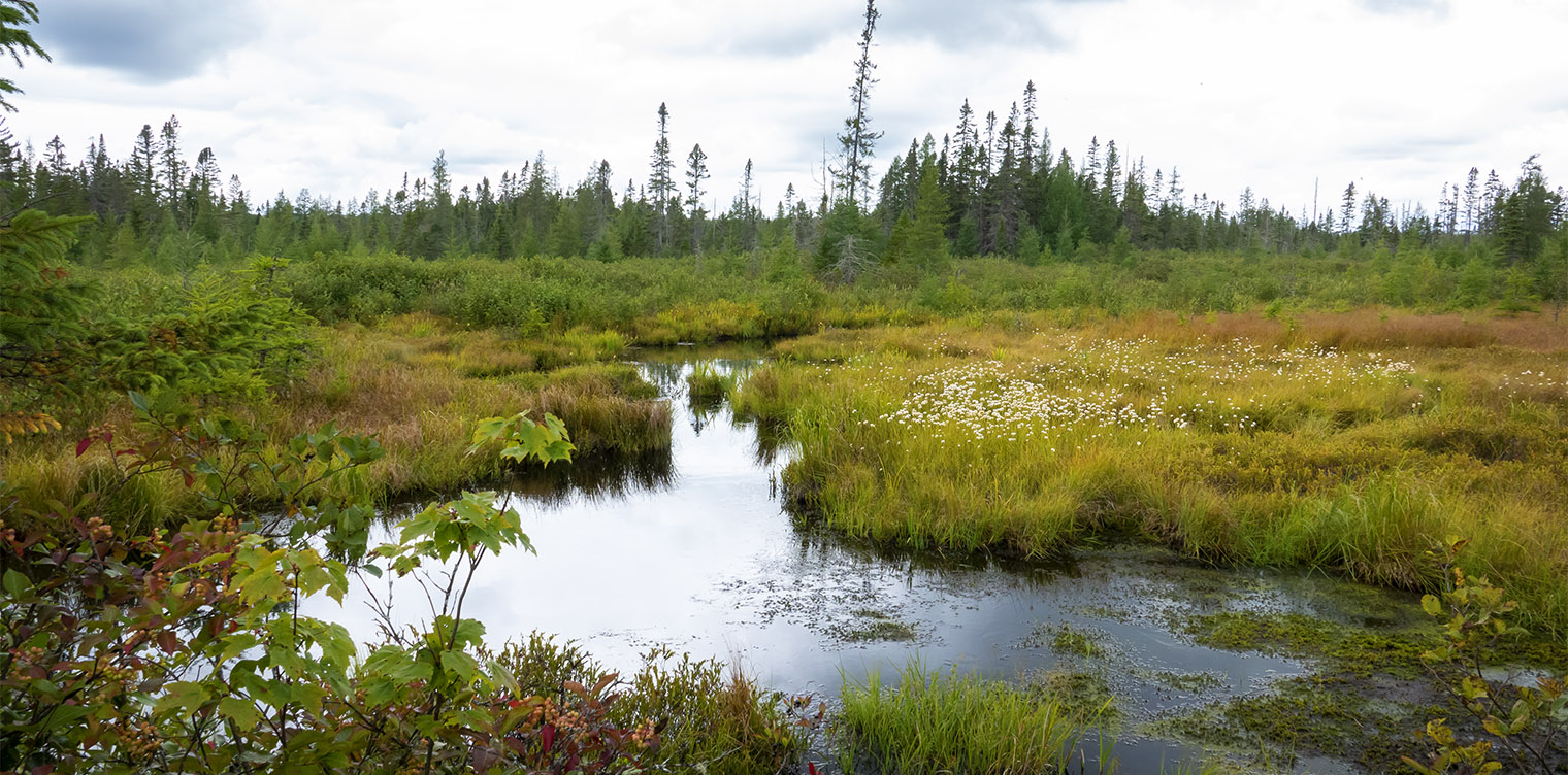 Plants of Adirondack Wetlands: Cottongrass (Eriophorum spp.) on the Bloomingdale Bog Trail (7 September 2019). Plants of Adirondack Wetlands: Cottongrass (Eriophorum spp.) on the Bloomingdale Bog Trail (7 September 2019).