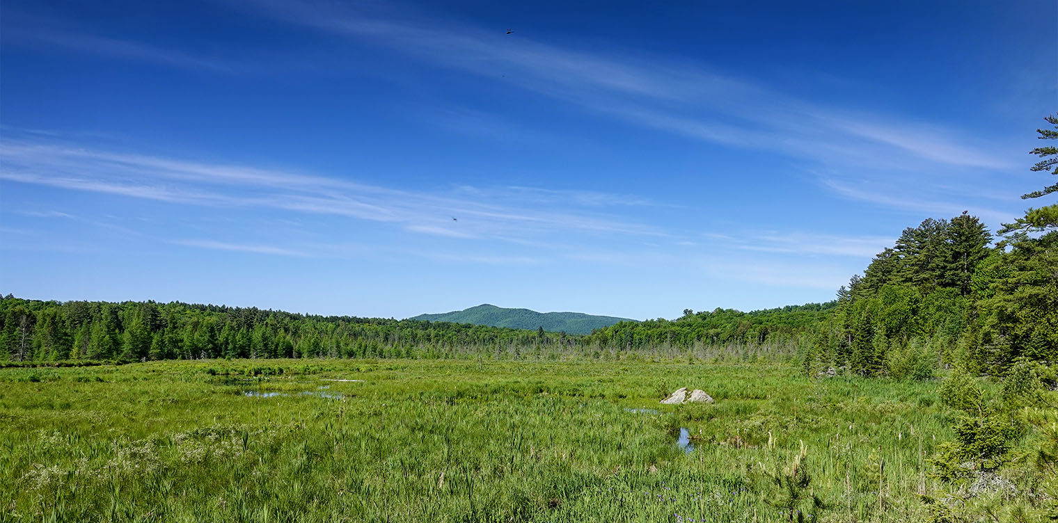 Adirondack Wetlands: Heron Marsh from the first overlook on the Barnum Brook Trail at the Paul Smith's College VIC (10 June 2018). Click for a larger image, opening in a new window. Adirondack Wetlands: Heron Marsh from the first overlook on the Barnum Brook Trail at the Paul Smith's College VIC (10 June 2018). Click for a larger image, opening in a new window.