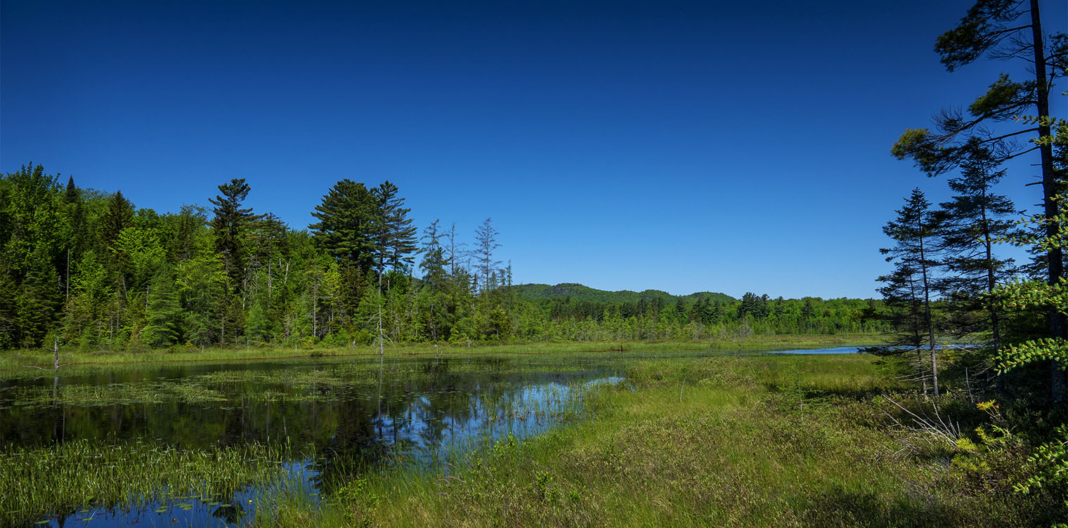 Adirondack Wetlands: Heron Marsh from the floating bridge on the Woods and Waters Trail at the Paul Smith's College VIC (12 June 2019). Click for a larger image, opening in a new window. Adirondack Wetlands: Heron Marsh from the floating bridge on the Woods and Waters Trail at the Paul Smith's College VIC (12 June 2019).