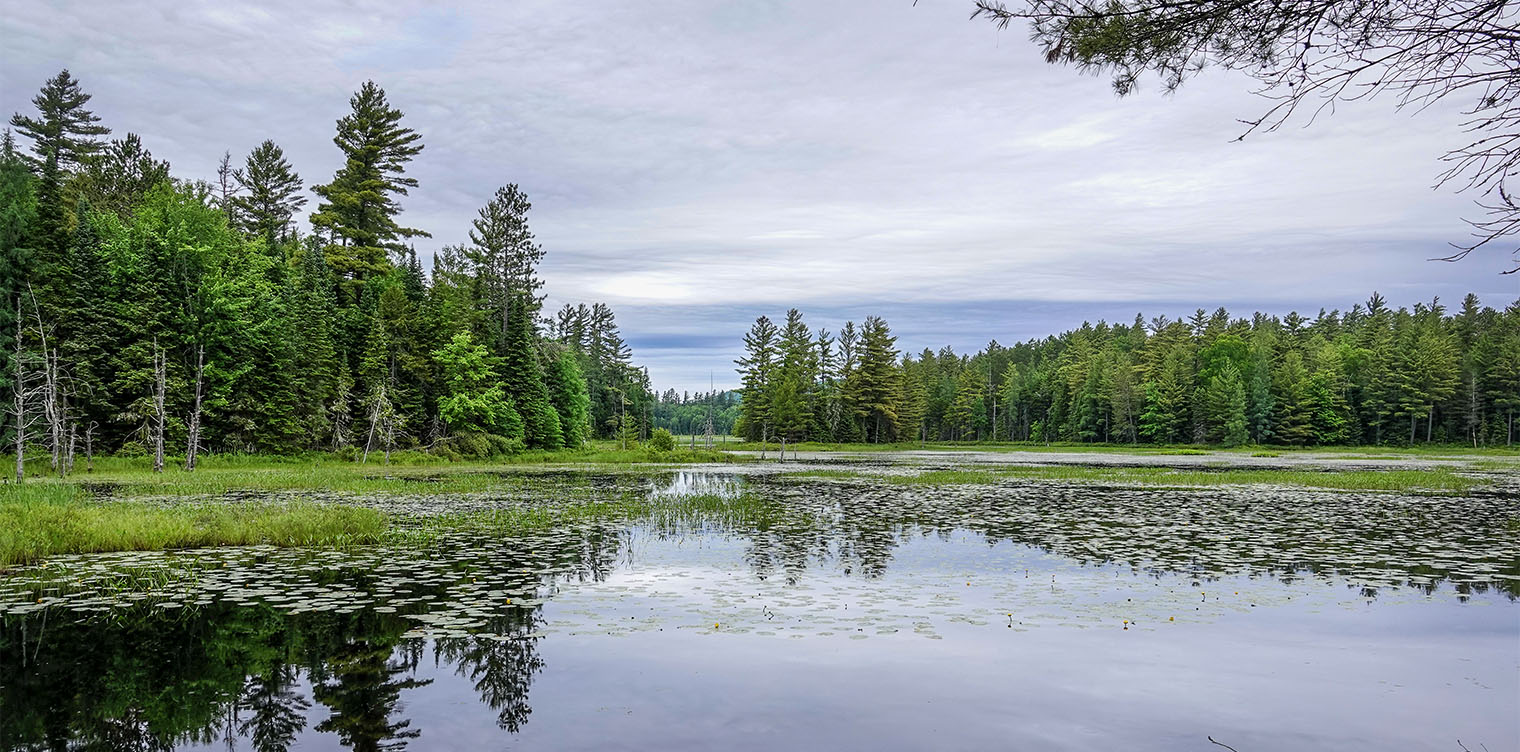 Adirondack Wetlands: Deep emergent marsh from Shingle Mills Falls on the Heron Marsh Trail at the Paul Smith's College VIC (23 June 2018). Click for a larger image, opening in a new window. Adirondack Wetlands: Deep emergent marsh from Shingle Mills Falls on the Heron Marsh Trail at the Paul Smith's College VIC (23 June 2018).