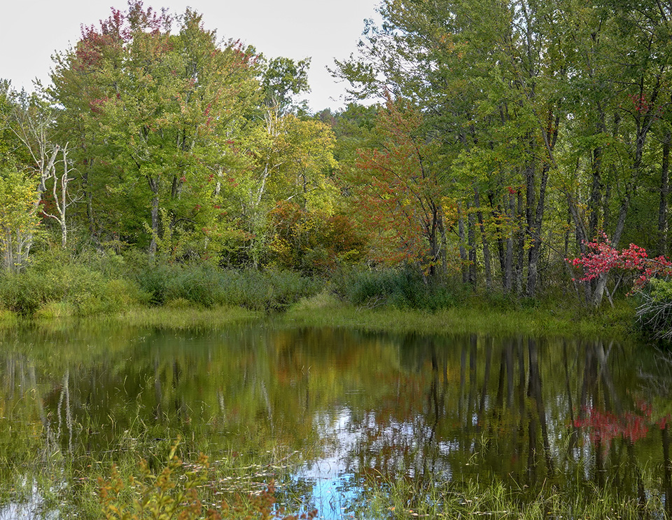 Adirondack Wetlands: Beaver pond on Hulls Falls Road (29 September 2018). Adirondack Wetlands: Beaver pond on Hulls Falls Road (29 September 2018).
