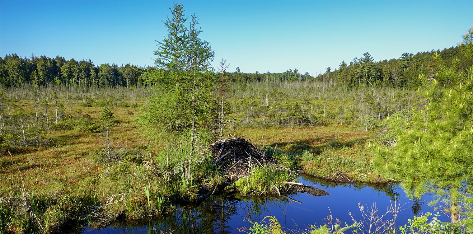 Adirondack Wetlands: Dwarf Shrub Bog along the Lake Colby Railroad Tracks (12 June 2019). Click for a larger image, opening in a new window. Adirondack Wetlands: Dwarf Shrub Bog along the Lake Colby Railroad Tracks (12 June 2019).