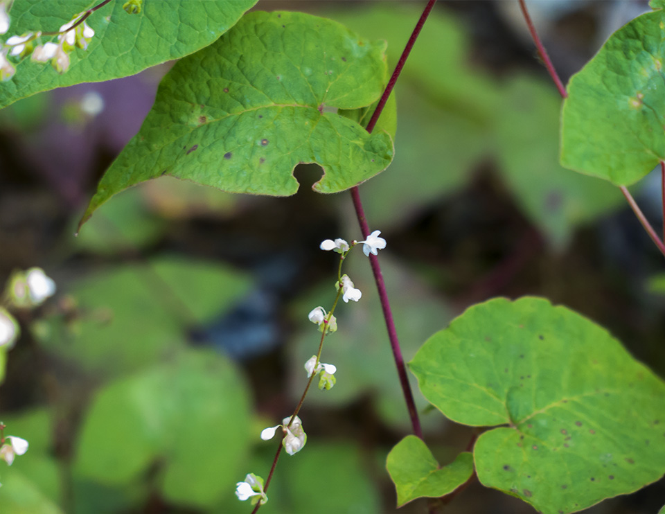 Adirondack Wildflowers: Black Bindweed on recently logged over areas on the Skidder Trail at the Paul Smiths VIC (19 August 2013).