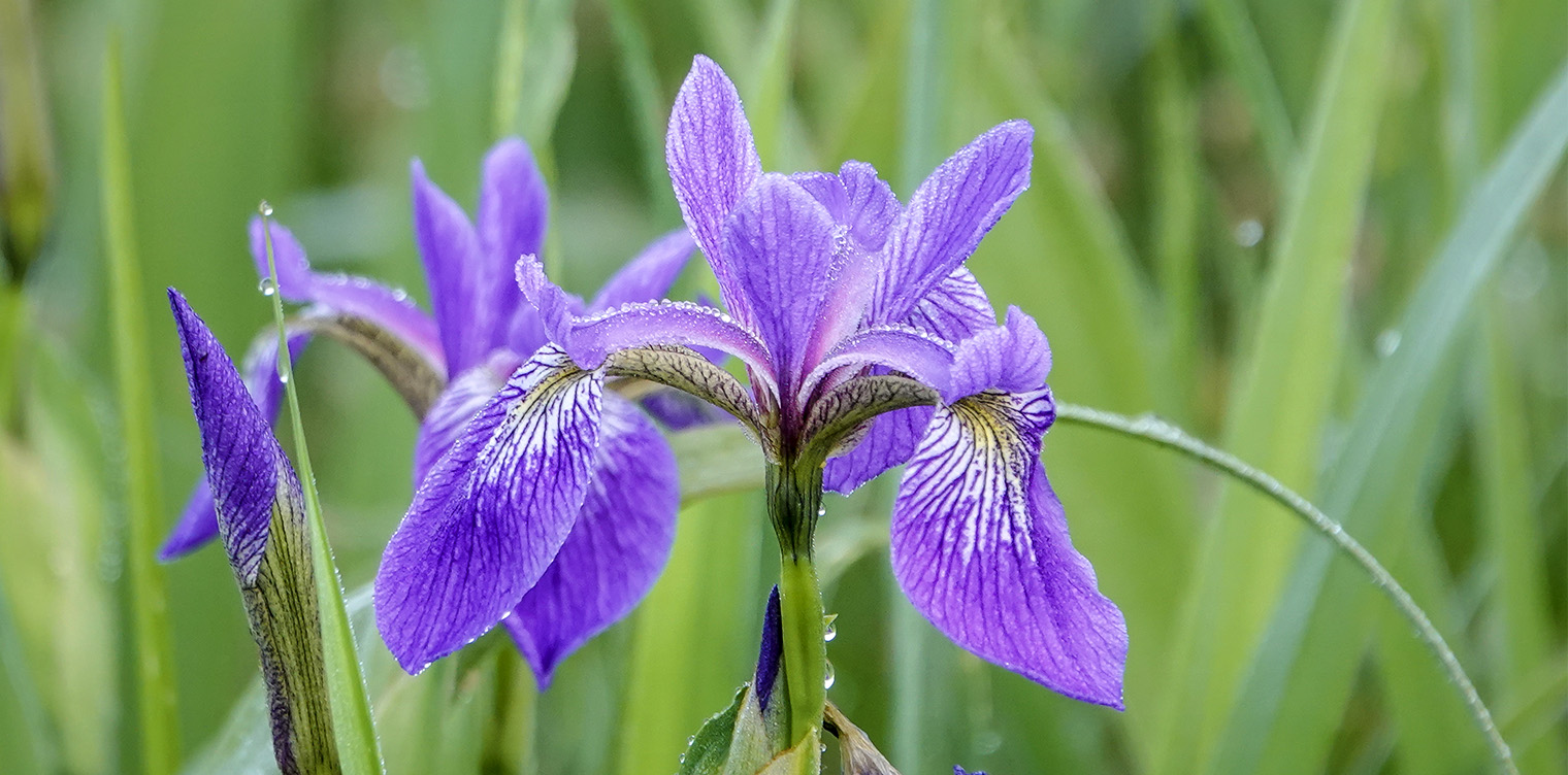Wildflowers of the Adirondack Park: Blue Flag (Iris versicolor) at Cemetery Road Wetlands in Essex County, New York (12 June 2018). Click for a larger image, opening in a new window. Wildflowers of the Adirondack Park: Blue Flag (Iris versicolor) at Cemetery Road Wetlands in Essex County, New York (12 June 2018). Click for a larger image, opening in a new window.