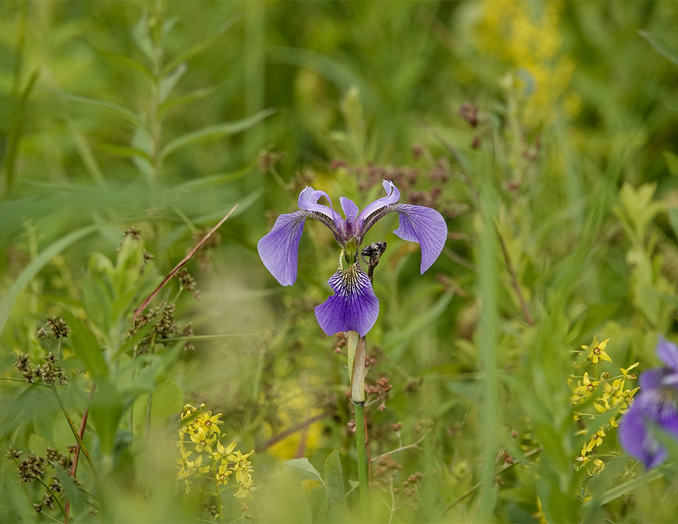 Wildflowers of the Adirondack Park: Blue Flag (Iris versicolor) blooming in the wetland area bordering the pond at John Brown Farm (13 July 2019). Click for a larger image, opening in a new window. Wildflowers of the Adirondack Park: Blue Flag (Iris versicolor) blooming in the wetland area bordering the pond at John Brown Farm (13 July 2019). Click for a larger image, opening in a new window.