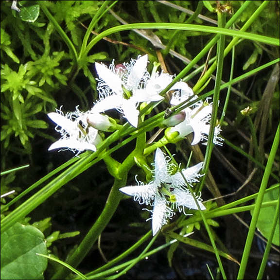 Wildflowers of the Adirondack Park: Buckbean blooming on Barnum Bog (7 June 2012). Click for a larger image, opening in a new window. Wildflowers of the Adirondack Park: Buckbean blooming on Barnum Bog (7 June 2012).