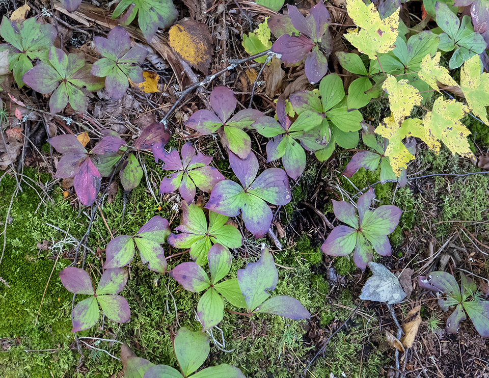 Wildflowers of the Adirondack Park: Bunchberry on the Black Pond Trail (5 October 2018). Click for a larger image, opening in a new window. Wildflowers of the Adirondack Park: Bunchberry on the Black Pond Trail (5 October 2018).