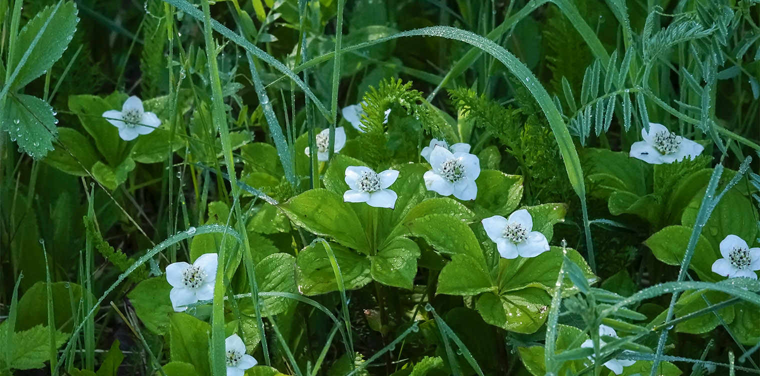 Wildflowers of the Adirondack Park: Bunchberry on the Bloomingdale Bog Trail (12 June 2019). Click for a larger image, opening in a new window. Wildflowers of the Adirondack Park: Bunchberry on the Bloomingdale Bog Trail (12 June 2019).