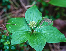 Adirondack Wildflowers: Bunchberry (Cornus Canadensis) on the Boreal Life Trail at the Paul Smith's College VIC (21 July 2018).