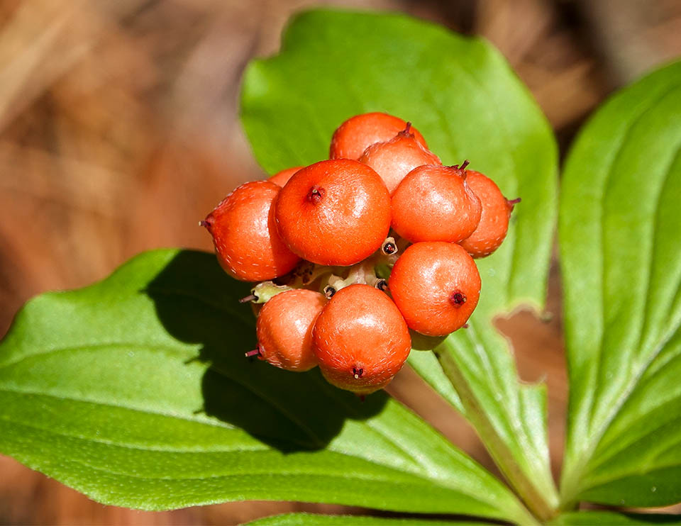 Wildflowers of the Adirondack Park: Bunchberry on the Heron Marsh Trail (18 July 2020). Click for a larger image, opening in a new window. Wildflowers of the Adirondack Park: Bunchberry on the Heron Marsh Trail (18 July 2020).