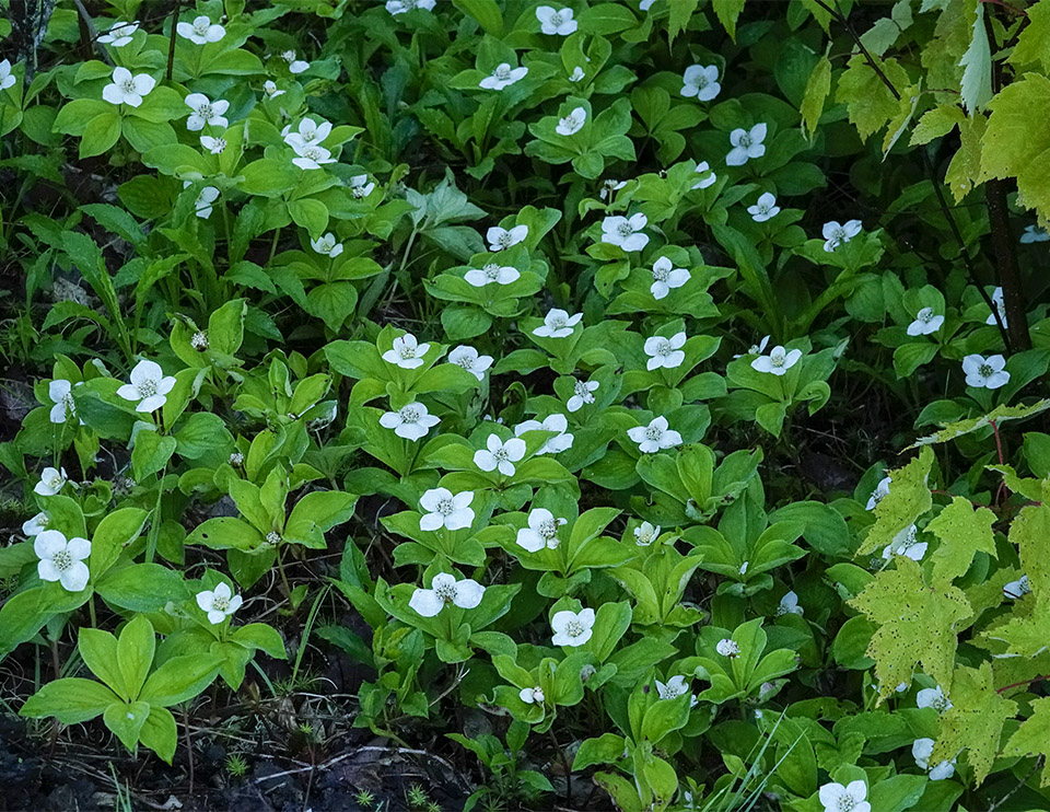 Wildflowers of the Adirondack Park: Wildflowers of the Adirondacks: Bunchberry along the Lake Colby Railroad Tracks (12 June 2019). Click for a larger image, opening in a new window. Wildflowers of the Adirondack Park: Wildflowers of the Adirondacks: Bunchberry along the Lake Colby Railroad Tracks (12 June 2019).