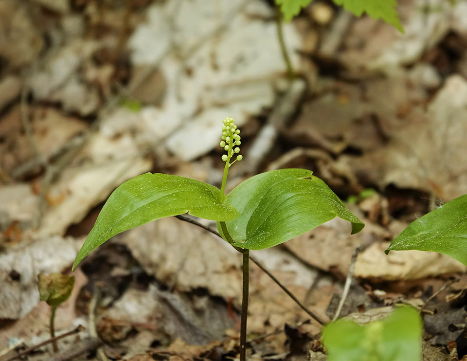 Wildflowers of the Adirondack Park: Canada Mayflower on the Loop Trail at Henry's Woods (31 May 2019). Click for a larger image, opening in a new window. Wildflowers of the Adirondack Park: Canada Mayflower on the Loop Trail at Henry's Woods (31 May 2019).