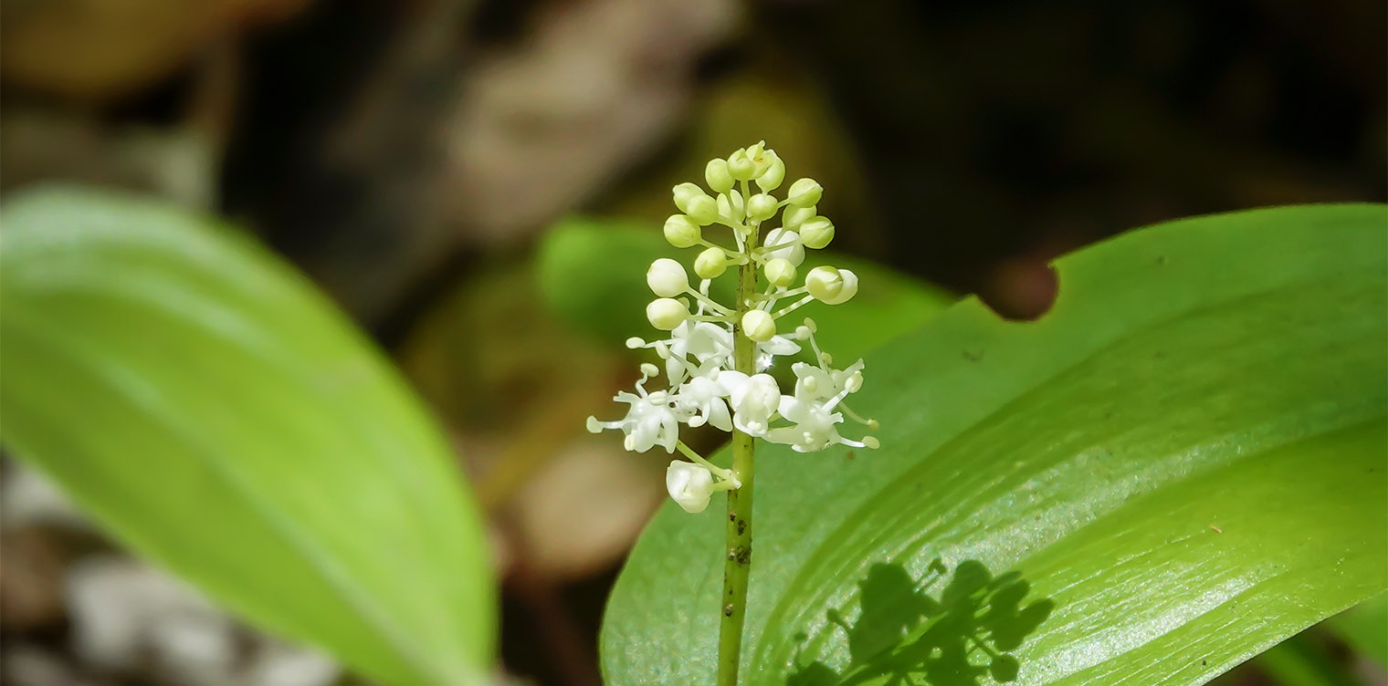 Wildflowers of the Adirondack Park: Canada Mayflower on the Bear Cub Loop at the Heaven Hill Trails (6 June 2019). Click for a larger image, opening in a new window. Wildflowers of the Adirondack Park: Canada Mayflower on the Bear Cub Loop at the Heaven Hill Trails (6 June 2019).