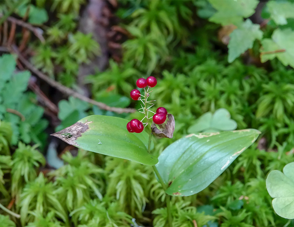Wildflowers of the Adirondack Park: Canada Mayflower on the Boreal Life Trail (22 September 2018). Click for a larger image, opening in a new window. Wildflowers of the Adirondack Park: Canada Mayflower on the Boreal Life Trail (22 September 2018).