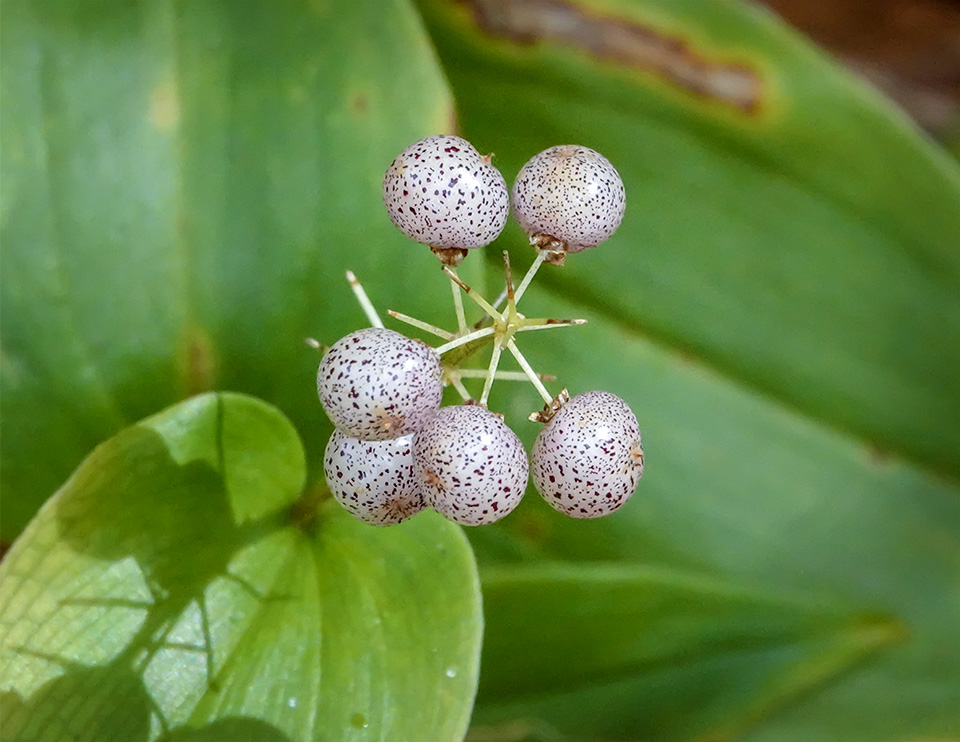 Wildflowers of the Adirondack Park: Canada Mayflower on the Heron Marsh Trail (9 September 2018). Click for a larger image, opening in a new window. Wildflowers of the Adirondack Park: Canada Mayflower on the Heron Marsh Trail (9 September 2018).