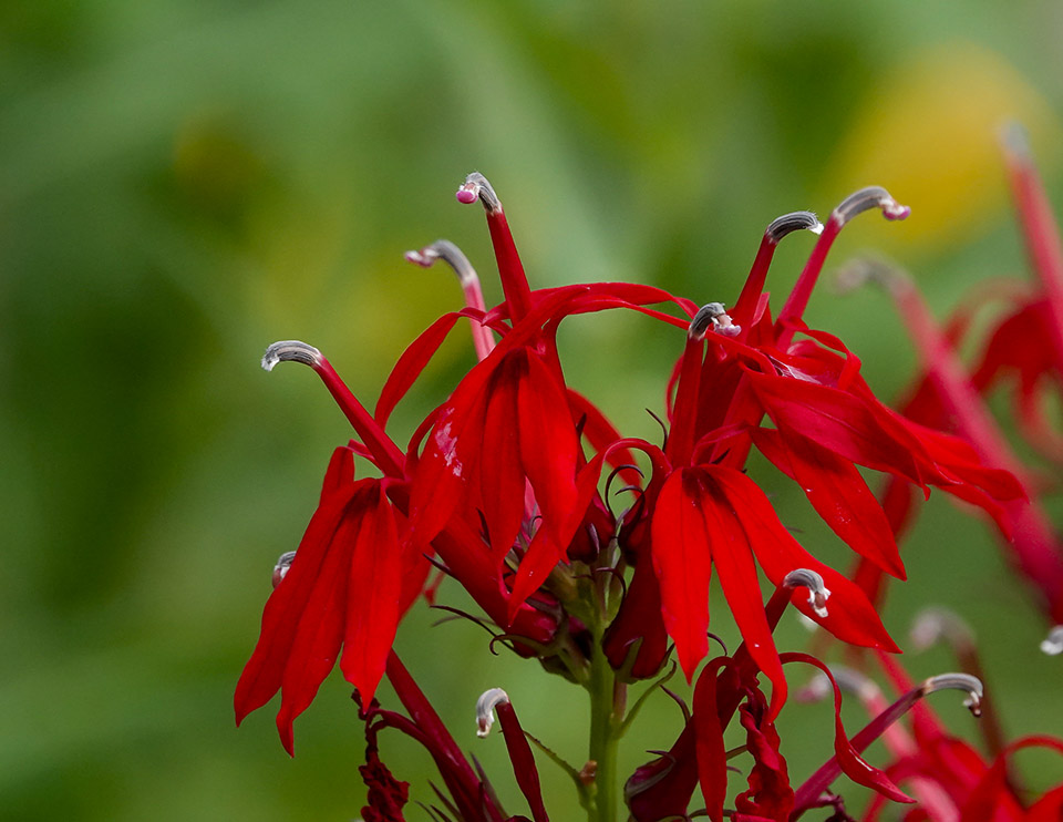 Wildflowers of the Adirondack Park: Cardinal Flower (Lobelia cardinalis) in the Adirondack Pollinator Garden at the Paul Smith's College VIC (31 August 2019). Click for a larger image, opening in a new window. Wildflowers of the Adirondack Park: Cardinal Flower (Lobelia cardinalis) in the Adirondack Pollinator Garden at the Paul Smith's College VIC (31 August 2019).