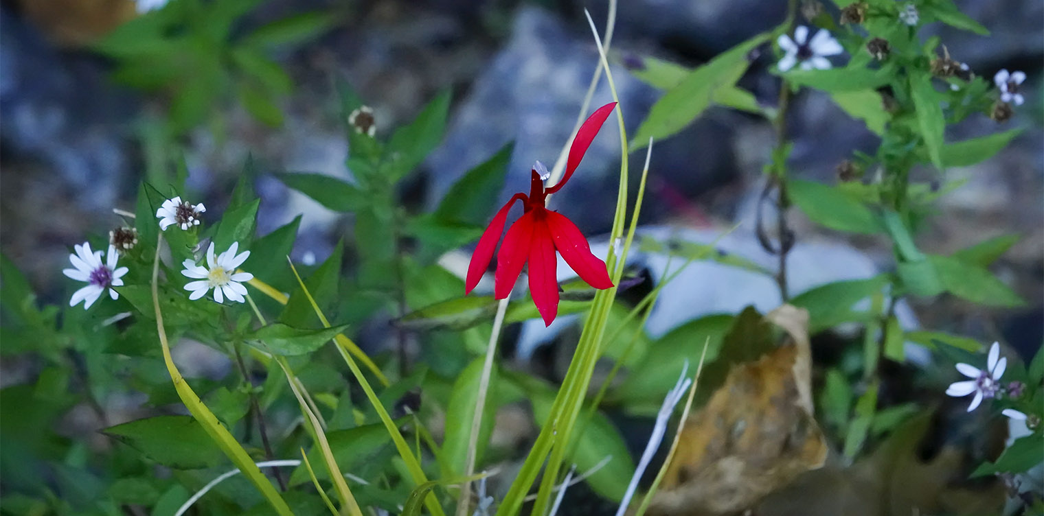Wildflowers of the Adirondack Park: Cardinal Flower (Lobelia cardinalis) on the Rich Lake Trail at the Adirondack Interpretive Center (18 September 2019). Click for a larger image, opening in a new window. Wildflowers of the Adirondack Park: Cardinal Flower (Lobelia cardinalis) on the Rich Lake Trail at the Adirondack Interpretive Center (18 September 2019).