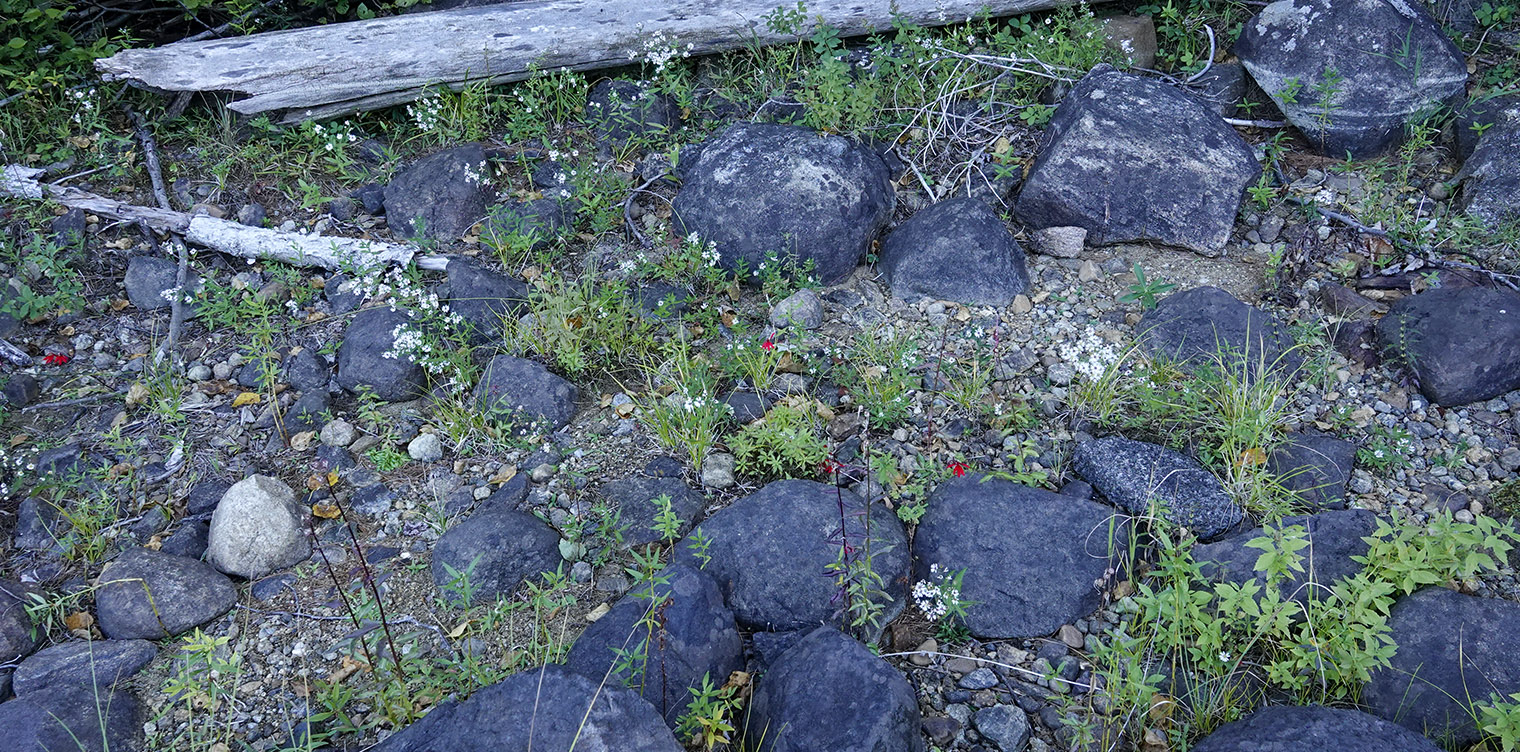 Wildflowers of the Adirondack Park: Cardinal Flower (Lobelia cardinalis) on the shore of Rich Lake at the Adirondack Interpretive Center (18 September 2019). Click for a new image, opening in a new window. Wildflowers of the Adirondack Park: Cardinal Flower (Lobelia cardinalis) on the shore of Rich Lake at the Adirondack Interpretive Center (18 September 2019).