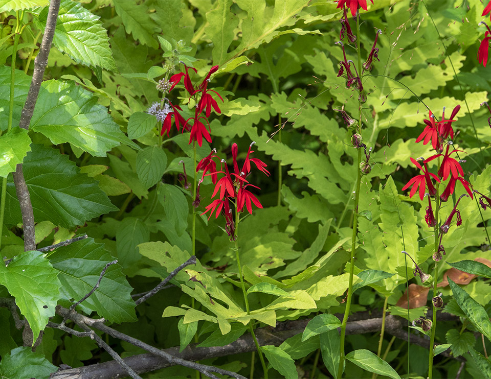 Wildflowers of the Adirondack Park: Cardinal Flower (Lobelia cardinalis) on the Saranac River (17 August 2019). Click for a larger image, opening in a new window. Wildflowers of the Adirondack Park: Cardinal Flower (Lobelia cardinalis) on the Saranac River (17 August 2019).