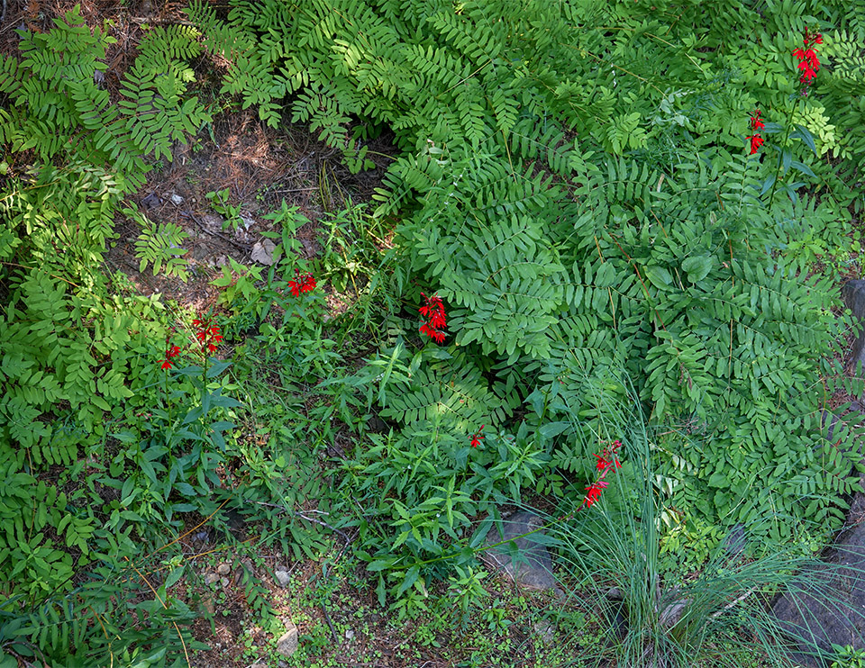 Wildflowers of the Adirondack Park: Cardinal Flower (Lobelia cardinalis) on the Sucker Brook Trail at the Adirondack Interpretive Center (5 August 2018). Click for a new image, opening in a new window. Wildflowers of the Adirondack Park: Cardinal Flower (Lobelia cardinalis) on the Sucker Brook Trail at the Adirondack Interpretive Center (5 August 2018).