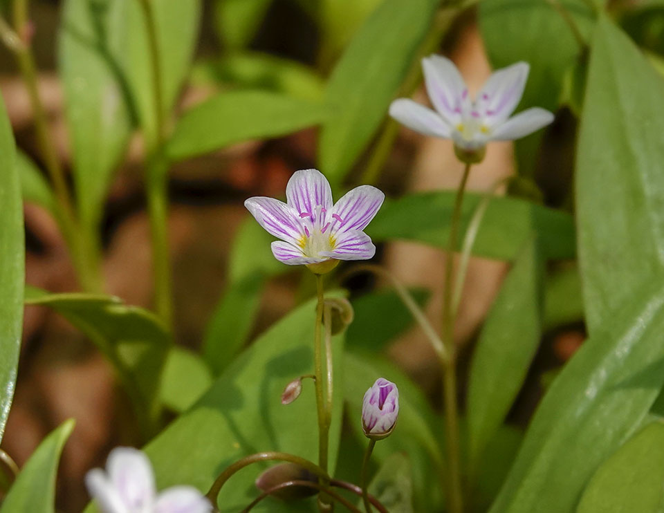 Wildflowers of the Adirondack Park: Carolina Springbeauty on the Loop Trail at Henry's Woods (23 May 2018). Click for a larger image, opening in a new window. Wildflowers of the Adirondack Park: Carolina Springbeauty on the Loop Trail at Henry's Woods (23 May 2018).