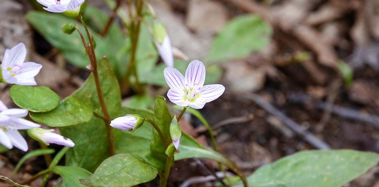 Wildflowers of the Adirondack Park: Carolina Springbeauty on the Rocky Knob Trail at Henry's Woods (14 May 2021). Click for a larger image, opening in a new window. Wildflowers of the Adirondack Park: Carolina Springbeauty on the Rocky Knob Trail at Henry's Woods (14 May 2021).