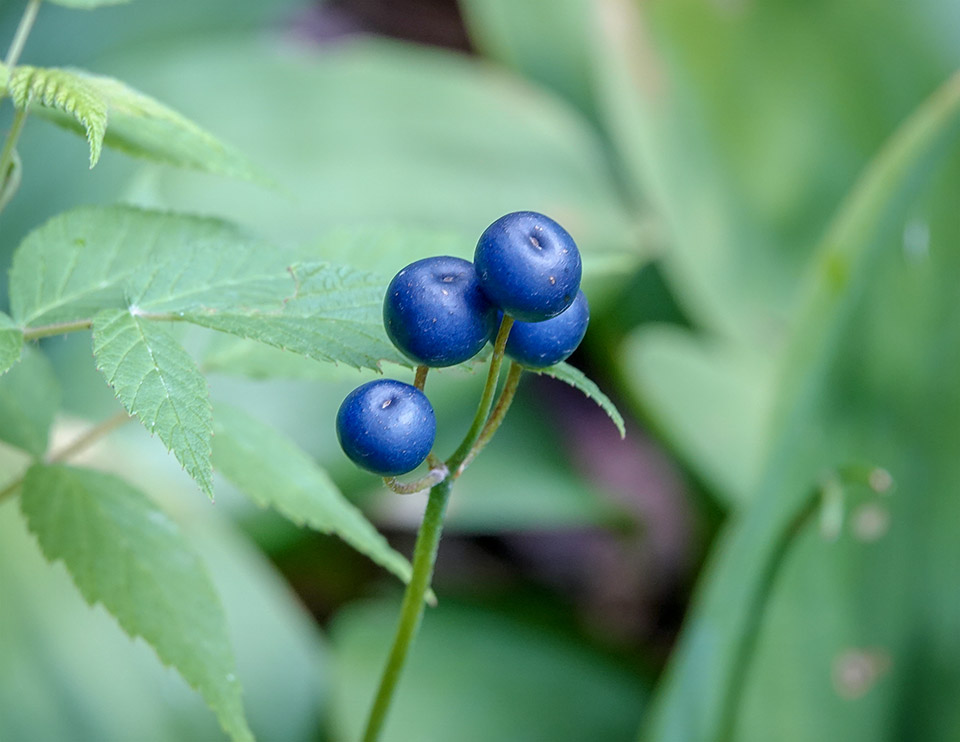Wildflowers of the Adirondack Park: Clintonia (Clintonia borealis) on the Heaven Hill Trails (25 July 2018). Click for a larger image, opening in a new window. Wildflowers of the Adirondack Park: Clintonia (Clintonia borealis) on the Heaven Hill Trails (25 July 2018).