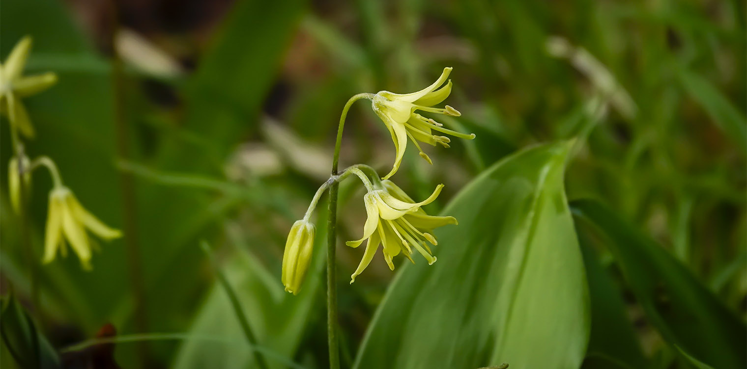Wildflowers of the Adirondack Park: Clintonia (Clintonia borealis) blooming on the ski slope on the Heart Lake Trail (4 June 2019). Click for a larger image, opening in a new window. Wildflowers of the Adirondack Park: Clintonia (Clintonia borealis) blooming on the ski slope on the Heart Lake Trail (4 June 2019).