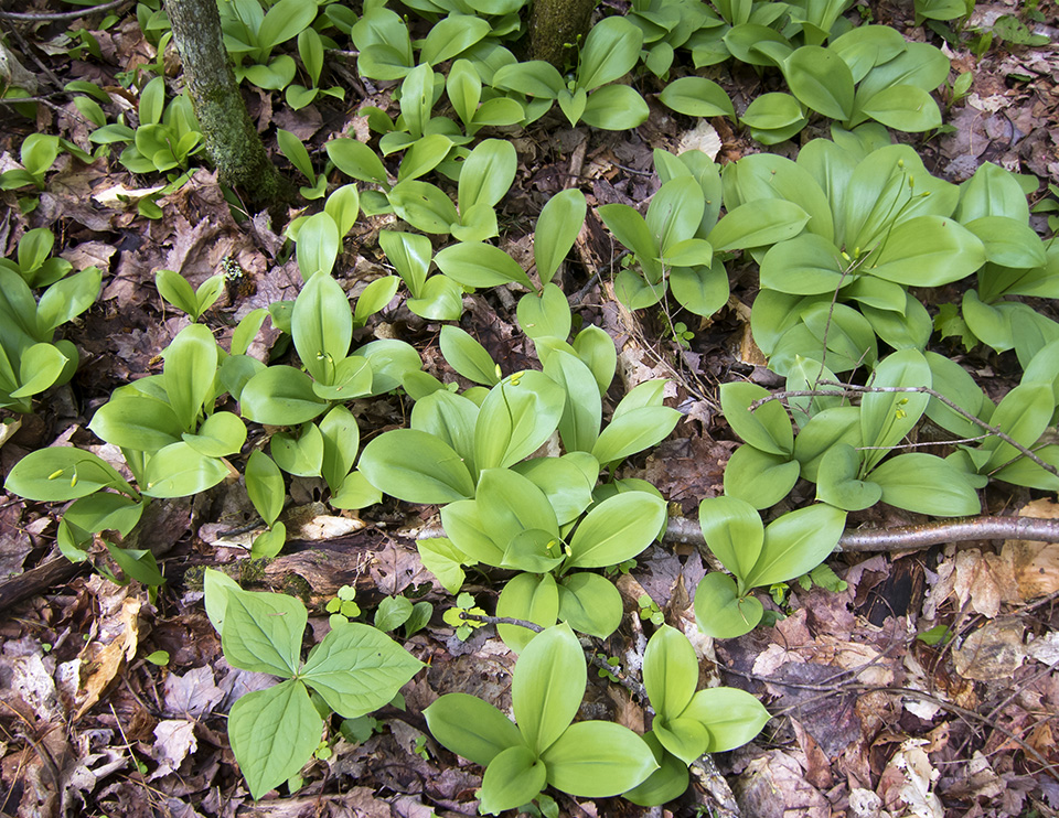 Wildflowers of the Adirondack Park: Clintonia (Clintonia borealis) on the Old Road at the Peninsula Nature Trails (23 May 2017). Click for a larger image, opening in a new window. Wildflowers of the Adirondack Park: Clintonia (Clintonia borealis) on the Old Road at the Peninsula Nature Trails (23 May 2017).