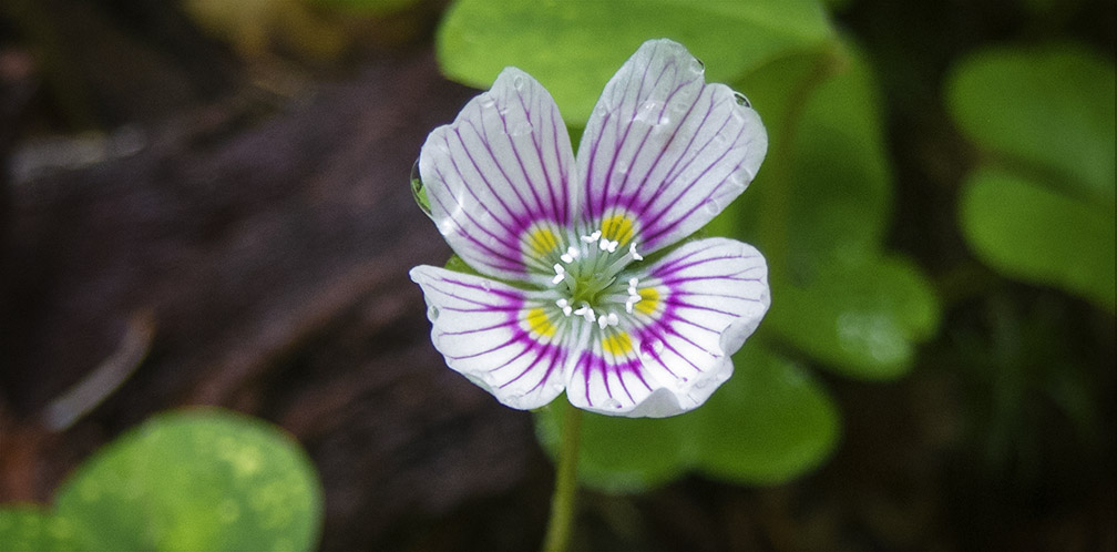 Wildflowers of the Adirondack Park: Common Wood Sorrel on the Boreal Life Trail (29 June 2013). Click for a larger image, opening in a new window. Wildflowers of the Adirondack Park: Common Wood Sorrel on the Boreal Life Trail (29 June 2013).