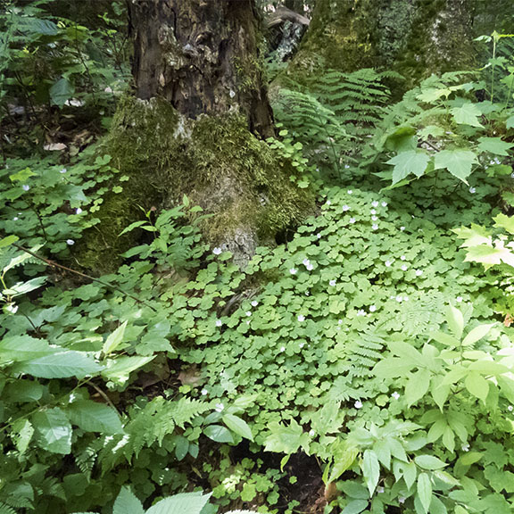 Wildflowers of the Adirondack Park: Common Wood Sorrel on the Henry's Woods Loop Trail (6 July 2017). Click for a larger image, opening in a new window. Wildflowers of the Adirondack Park: Common Wood Sorrel on the Henry's Woods Loop Trail (6 July 2017).