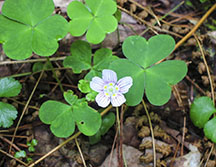 Adirondack Wildflowers: Common Wood Sorrel (Oxalis montana) at the Paul Smith's College VIC (7 June 2012)
