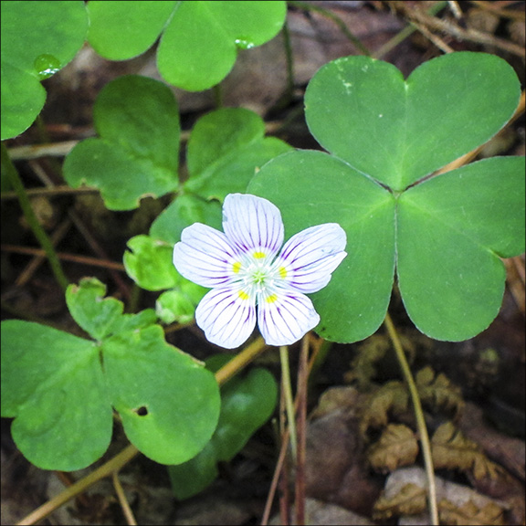 Wildflowers of the Adirondack Park: Common Wood Sorrel on the Boreal Life Trail (7 June 2012). Click for a larger image, opening in a new window. Wildflowers of the Adirondack Park: Common Wood Sorrel on the Boreal Life Trail (7 June 2012).