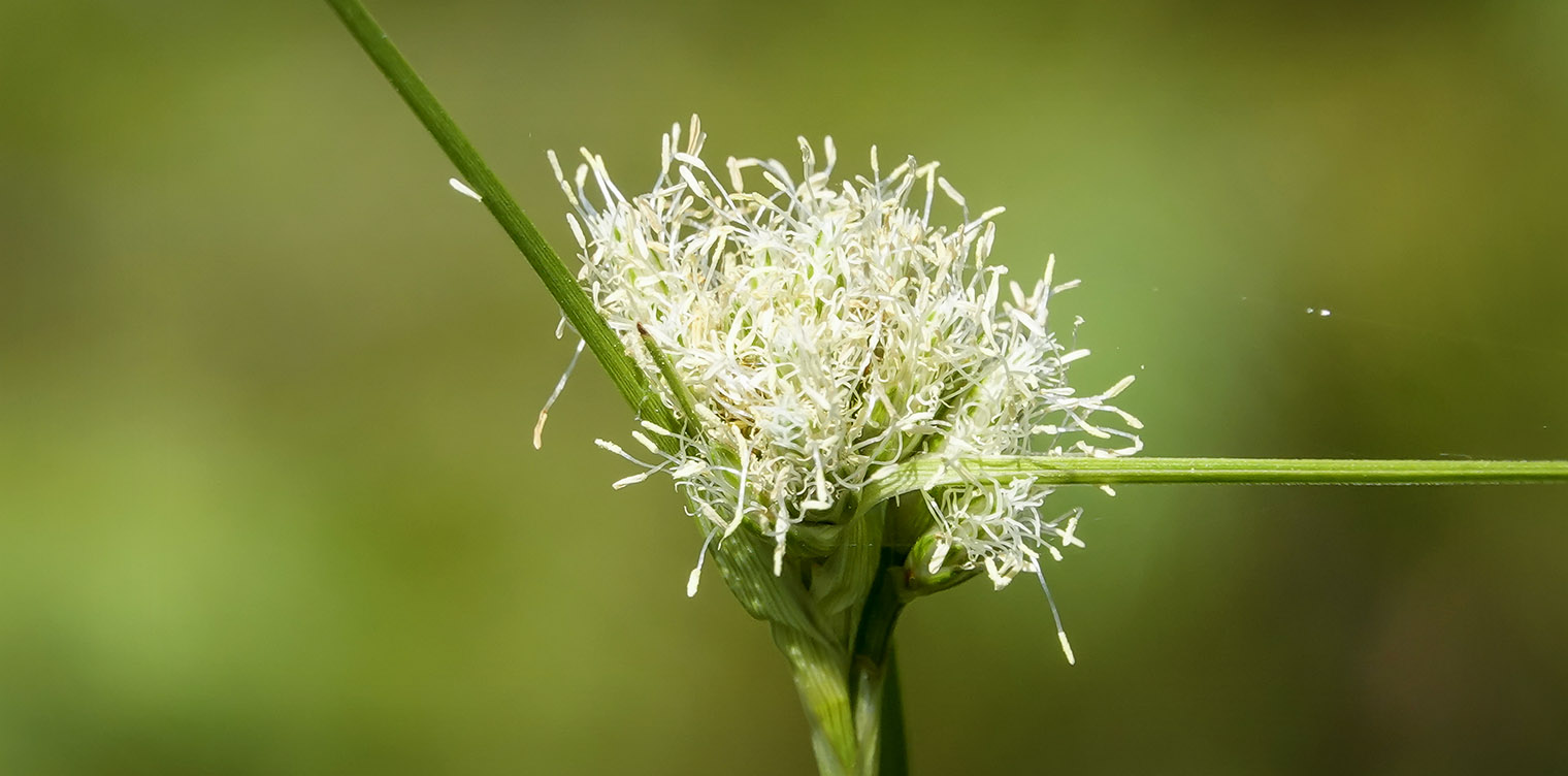 Plants of Adirondack Wetlands:  Cottongrass on Barnum Bog (20 July 2019).