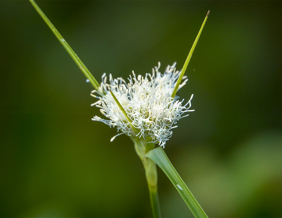 Trees of the Adirondacks: Cottongrass on Barnum Bog, along the Boreal Life Trail boardwalk 21 July 2018). Click for a larger image, opening in a new window. Trees of the Adirondacks: Cottongrass on Barnum Bog, along the Boreal Life Trail boardwalk 21 July 2018).