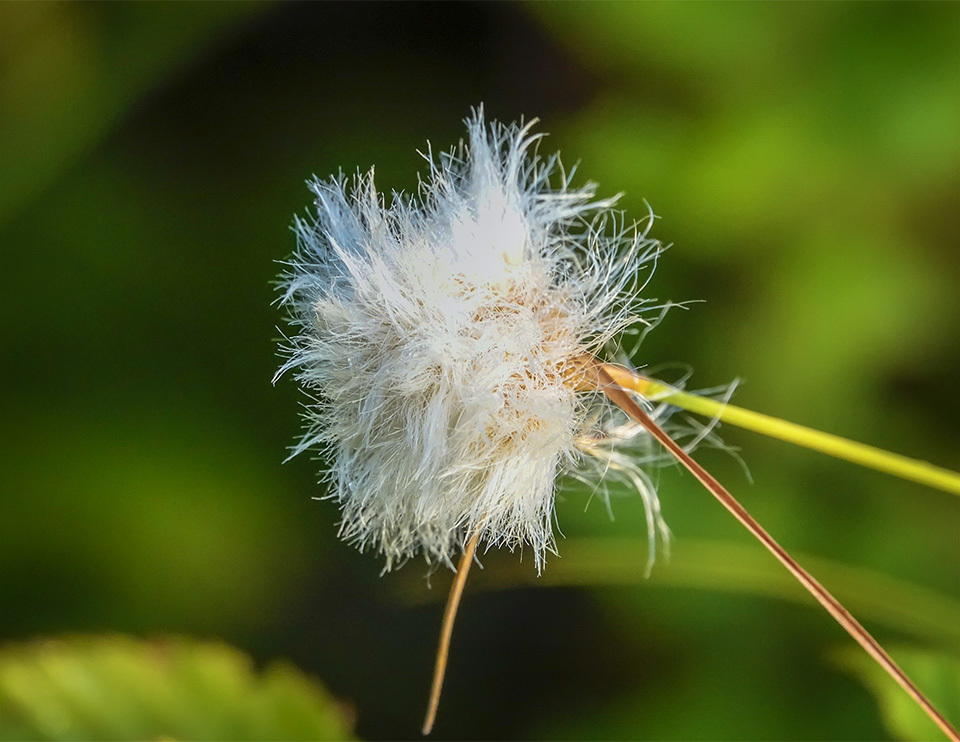 Plants of Adirondack Wetlands:  Cottongrass (Eriophorum) near the pond at John Brown Farm (3 September 2018). 