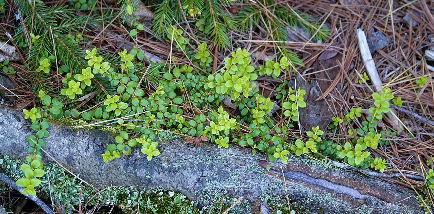 Wildflowers of the Adirondack Park: Creeping Snowberry (Gaultheria hispidula) growing on the edge of Barnum Bog on the Boreal Life Trail (16 June 2018). Click for a larger image, opening in a new window. Wildflowers of the Adirondack Park: Creeping Snowberry (Gaultheria hispidula) growing on the edge of Barnum Bog on the Boreal Life Trail (16 June 2018).