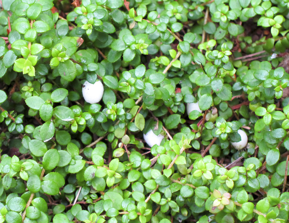 Wildflowers of the Adirondack Park: Creeping Snowberry (Gaultheria hispidula) on the Boreal Life Trail (6 August 2011). Click for a larger image, opening in a new window. Wildflowers of the Adirondack Park: Creeping Snowberry (Gaultheria hispidula) on the Boreal Life Trail (6 August 2011).