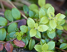 Adirondack Wildflowers: Creeping Snowberry on the Boreal Life Trail at the Paul Smith's College VIC (16 Jun 2018)