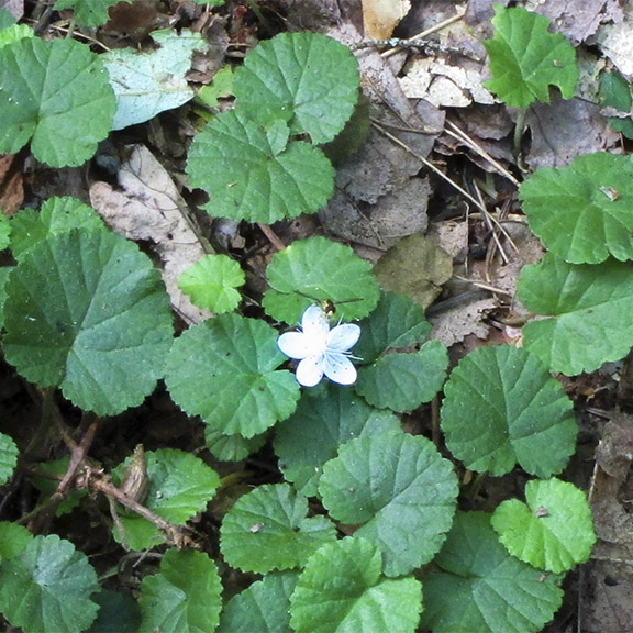 Wildflowers of the Adirondack Park: Dewdrop blooming on the Boreal Life Trail (22 July 2011). Click for a larger image, opening in a new window. Wildflowers of the Adirondack Park: Dewdrop blooming on the Boreal Life Trail (22 July 2011).