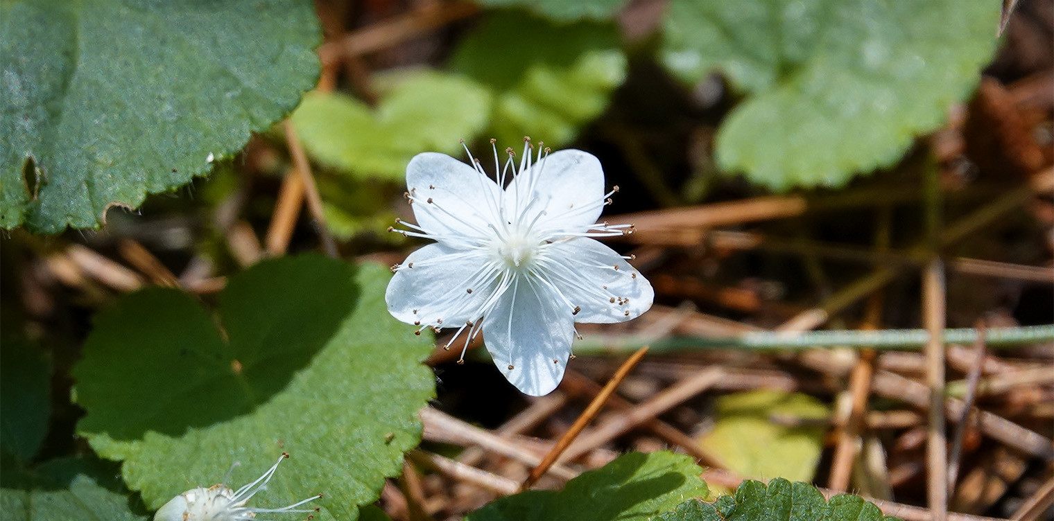 Wildflowers of the Adirondack Park: Dewdrop blooming under conifers on the Sucker Brook Trail at the Adirondack Interpretive Center (5 August 2018). Click for a larger image, opening in a new window. Wildflowers of the Adirondack Park: Dewdrop blooming under conifers on the Sucker Brook Trail at the Adirondack Interpretive Center (5 August 2018).