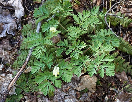 Wildflowers of the Adirondack Park: Dutchman's Breeches (Dicentra cucullaria) at Craig Wood Golf Course near Lake Placid (13 May 2018).