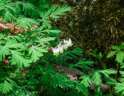 Wildflowers of the Adirondacks: Dutchman's Breeches (Dicentra cucullaria) on the Loop Trail at Henry's Woods (23 May 2018).