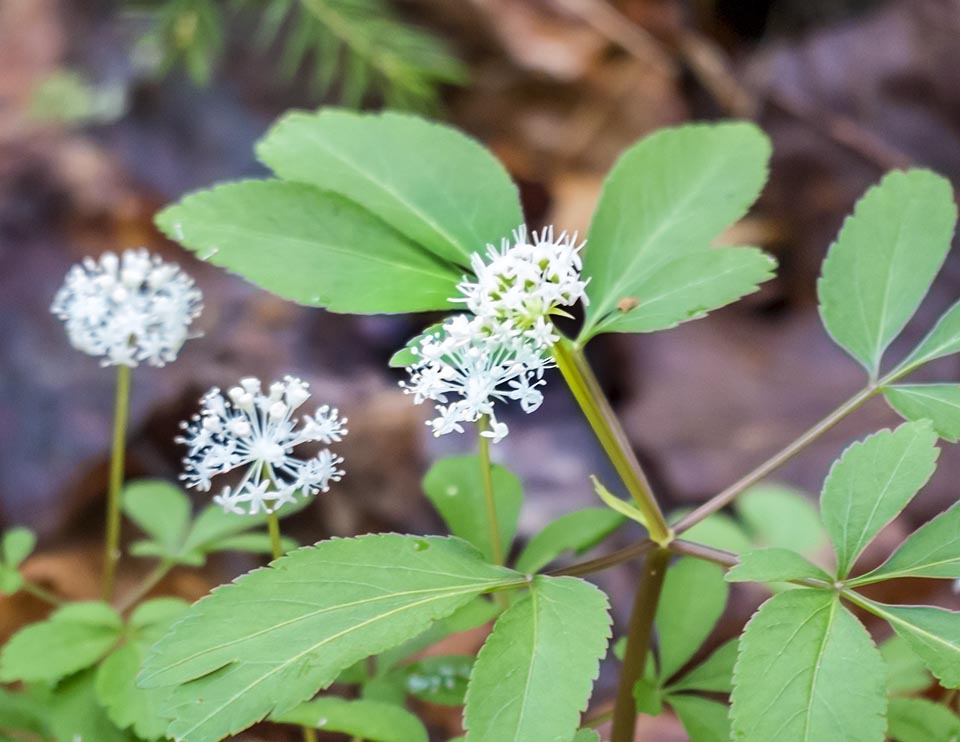 Wildflowers of the Adirondack Park: Dwarf Ginseng on the Heron Marsh Trail (24 May 2014). Click for a larger image, opening in a new window.. Wildflowers of the Adirondack Park: Dwarf Ginseng on the Heron Marsh Trail (24 May 2014).